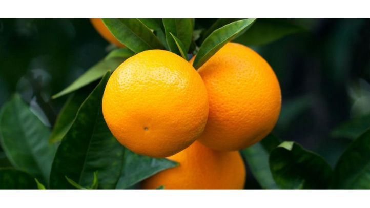 30-foods-high-in-water-that-can-help-prevent-dehydration - oranges