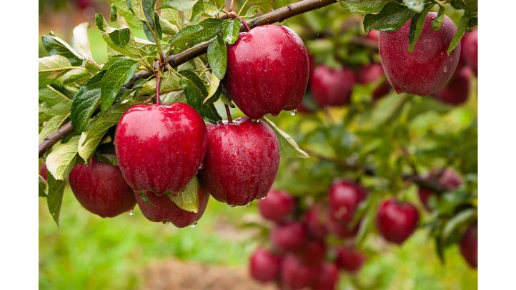 30-foods-high-in-water-that-can-help-prevent-dehydration - apples