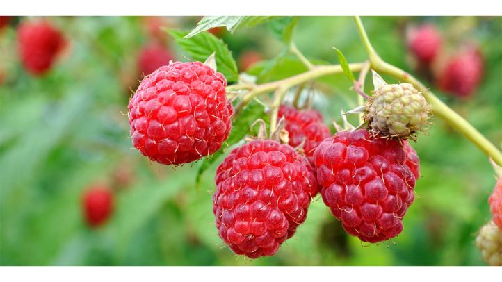 30-foods-high-in-water-that-can-help-prevent-dehydration - raspberries