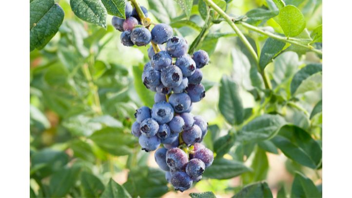 30-foods-high-in-water-that-can-help-prevent-dehydration - blueberries