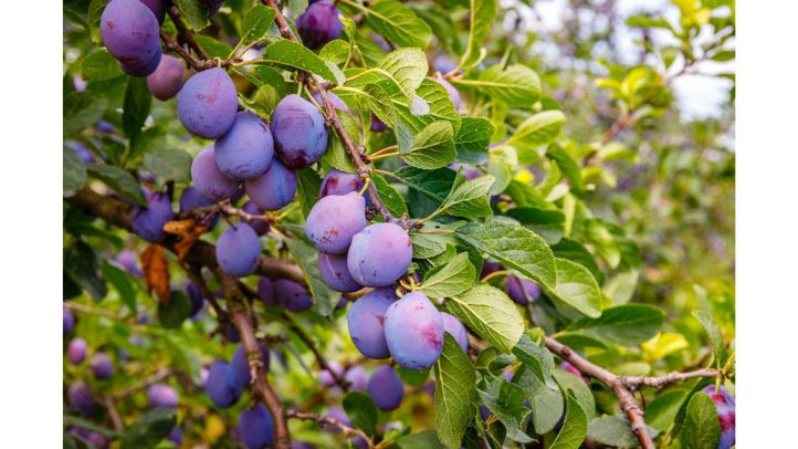 30-foods-high-in-water-that-can-help-prevent-dehydration - plums