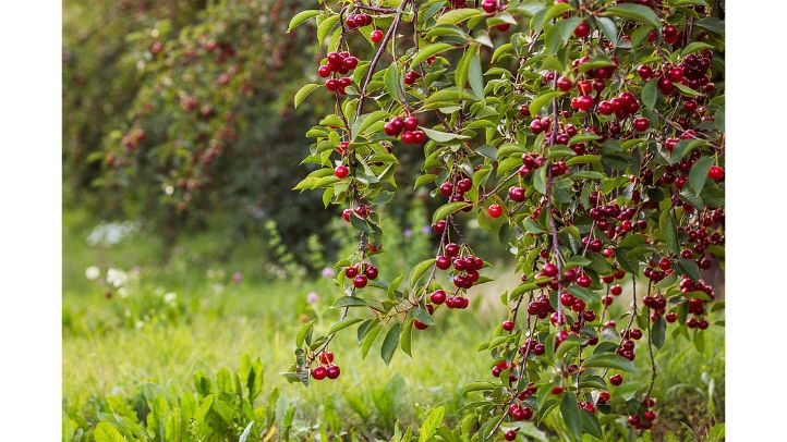 30-foods-high-in-water-that-can-help-prevent-dehydration - cherries