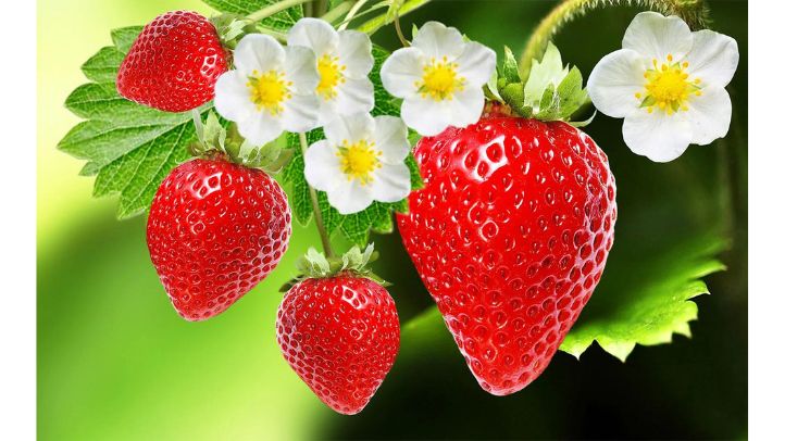 30-foods-high-in-water-that-can-help-prevent-dehydration - strawberries