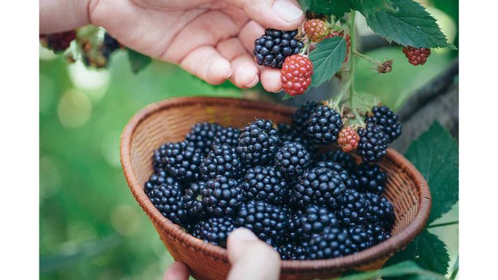 30-foods-high-in-water-that-can-help-prevent-dehydration - blackberries