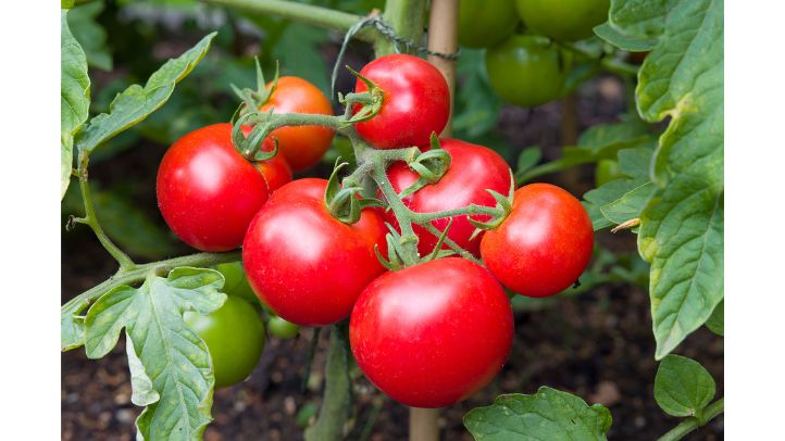 30-foods-high-in-water-that-can-help-prevent-dehydration - tomatoes