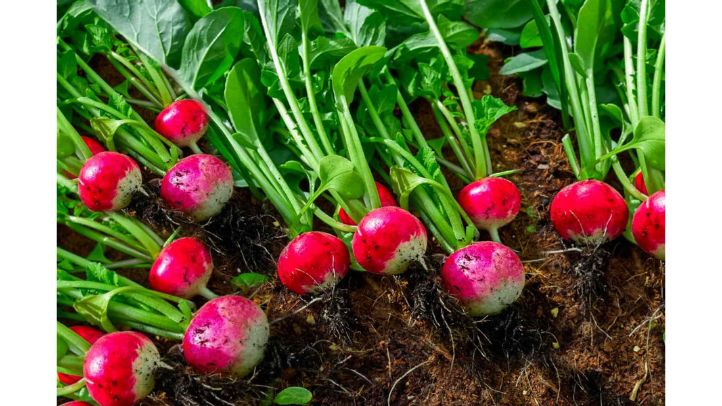 30-foods-high-in-water-that-can-help-prevent-dehydration - Radishes