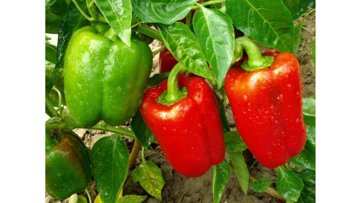 30-foods-high-in-water-that-can-help-prevent-dehydration - bell-pepper